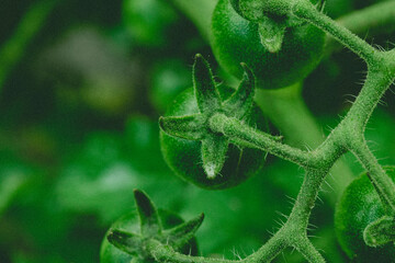 Green cherry tomatoes grow on a branch, close up