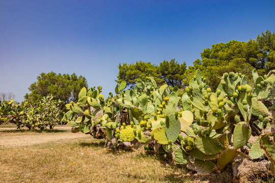 Some wild prickly pear plants in a field, in Puglia. Lecce, Salento, Italy. The large blades full of thorns and fruits. The blue sky in summer.
