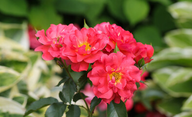 Piękne dekoracyjne róże w ogrodzie w intensywnych kolorach. Naturalne zielone rozmyte tło.