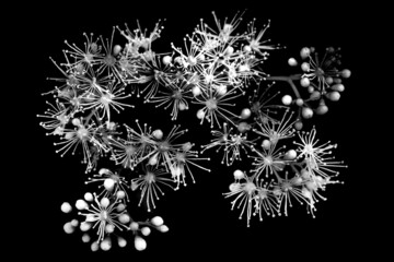 Explosion florale de bourgeons en noir et blanc