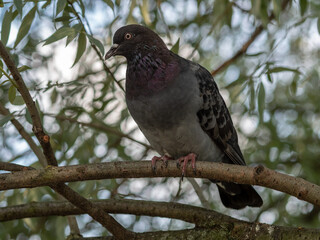 pigeons of Moscow parks. An ordinary city pigeon