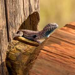 Macrophotographie animalière d'un lézard regardant l'objectif et posant l'œil agar
