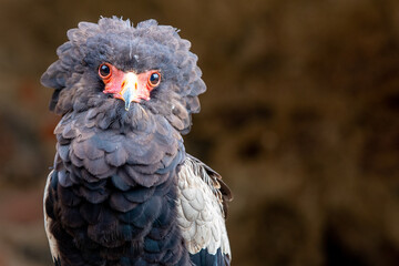 Rapace au bec orange en gros plan fixant l'objectif avec sa jolie tête et ses plumes brunes et...