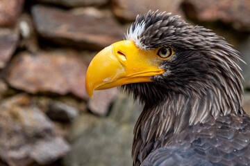 Aigle de profil au regard perçant et au bec jaune