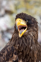 Aigle brun en gros plan criant le bec jaune ouvert