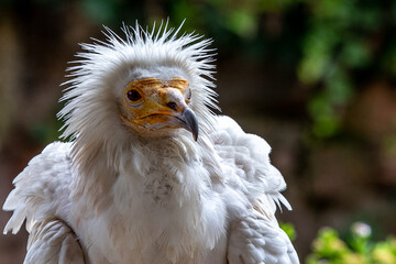 Photographie animalière d'un rapace blanc avec une tête comique, un beau bec crochu et des plumes hirsutes sur la tête