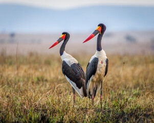 Two saddle billed storks in Masai Mara, Kenya