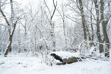 Snow covered winter forest scenery. Old fallen log covered with fresh snow
