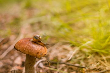 Boletus edulis mushroom. Cep growing in forest.
