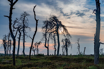 Photographie de paysage atypique prise sur le site du Noir Flohay (Hautes Fagnes, Wallonie, Belgique) au coucher du soleil et présentant des arbres pétrifiés