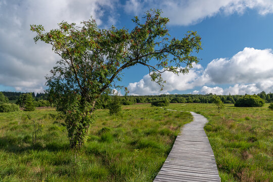 Photographie de paysage prise au mont Rigi (Hautes Fagnes, Wallonie, Belgique) pr&eacute;sentant un chemin typique (caillebotis) traversant les marais d&eacute;serts au milieu d'une nature luxuriante.