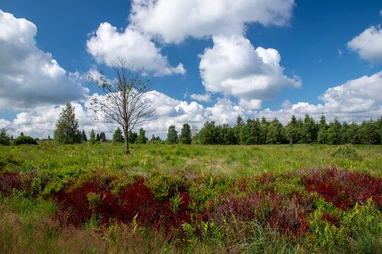 photographie de paysage des hautes fagnes (Wallonie, Belgique) avec un beau ciel bleu parsem&eacute; de nuages blancs