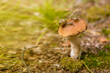 Boletus edulis mushroom. Cep growing in forest.