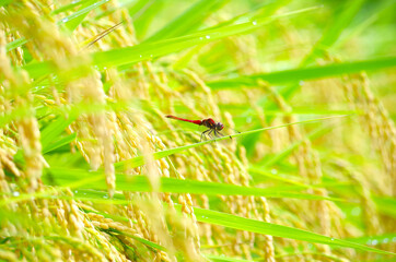 イネとトンボ © hamatti