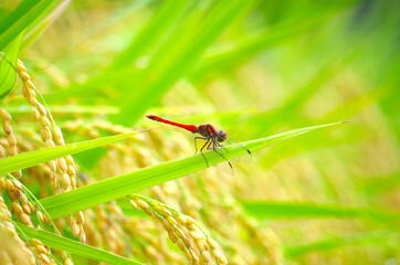 イネと赤とんぼ © hamatti