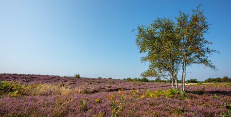 Fototapeta na wymiar The Purple flowering Heather at Dunwich Heath