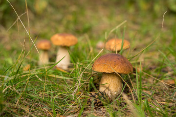 Boletus edulis mushroom. Cep growing in forest.