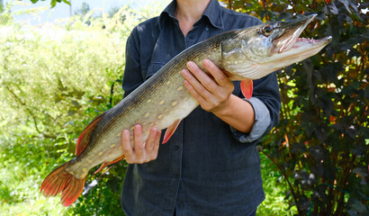 Woman with big beautiful pike in hands. Success pike fishing. Close up.