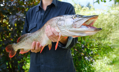 Woman with big beautiful pike in hands. Success pike fishing. Close up.