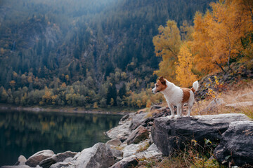 dog at a mountain lake in autumn. Traveling with a pet. Jack Russell Terrier on nature background
