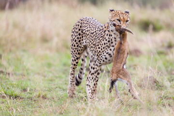 Cheetah kittens with mother, in Masai Mara, Kenya