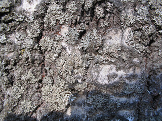 lichen on the bark of a tree