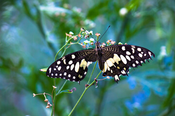 Fototapeta premium Papilio butterfly or The Common Lime Butterfly resting on the flower plants in its natural habitat in a nice soft green background Papilio butterfly or common lime butterfly clap the wings on the flo