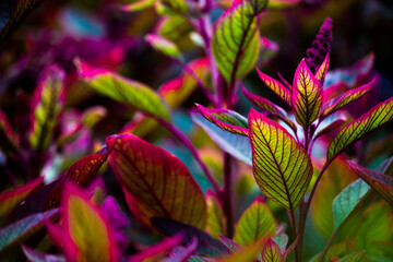 Obraz premium Leaves reflecting the natural sun light during the day on a dark background 