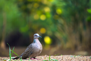 Columbidae Or the European turtle dove looking for food on the ground 
  