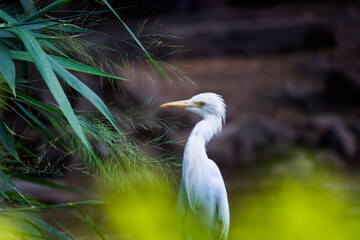 Bubulcus ibis Or Heron Or Commonly know as the Cattle Egret is a cosmopolitan species of heron found in the tropics, subtropics,  and warm-temperate zones. It is the only member of the monotypic genu