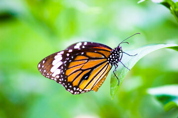 Fototapeta na wymiar The monarch butterfly or simply monarch is a milkweed butterfly in the family Nymphalidae. Other common names, depending on region, include milkweed, common tiger, wanderer, and black veined brown. I