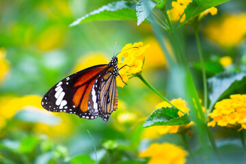 The monarch butterfly or simply monarch is a milkweed butterfly in the family Nymphalidae. Other common names, depending on region, include milkweed, common tiger, wanderer, and black veined brown. I
