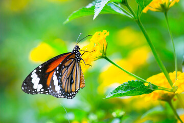 The monarch butterfly or simply monarch is a milkweed butterfly in the family Nymphalidae. Other common names, depending on region, include milkweed, common tiger, wanderer, and black veined brown. I