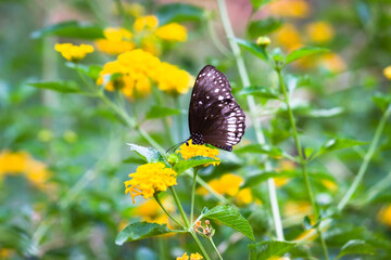 Euploea core, the common crow butterfly perched on the flower plant with a nice green background 