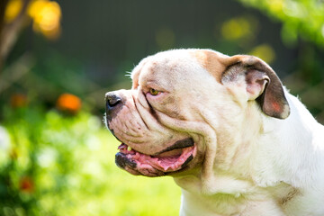 Profile portrait of strong ooking White American Bulldog outdoors