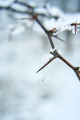 Snow covered bush branch in winter city park. Close up branch with spikes