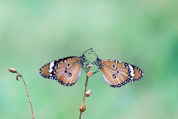  Danaus chrysippus, also known as the plain tiger, African queen, or African monarch, Danainae, is a medium-sized butterfly widespread in Asia, macro shots, butterfly garden.