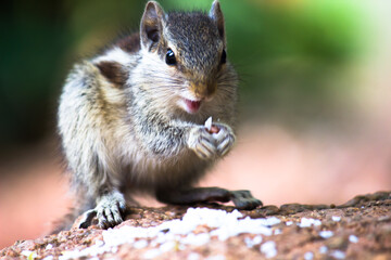 Naklejka na ściany i meble Squirrels are members of the family Sciuridae, includes small or medium-size rodents. tree squirrels, ground squirrels, chipmunks, marmots, flying squirrel and prairie dogs among other rodents