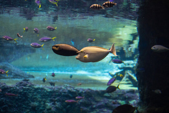 Oceanarium