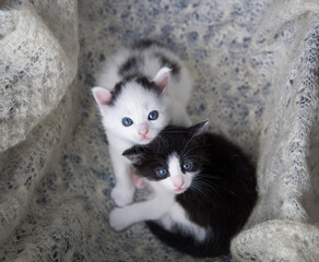 two black and white kittens sit side by side on a light downy knitted scarf, looking up at the camera. Love for cats. The comfort of pets. Tenderness