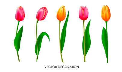 Set of beautiful tulips isolated on white background. Various view on small colorful early summer plants. Realistic drawing design. Vector illustration