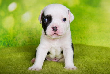 White black American Bullies puppy on green background