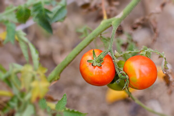 The fruit of Baby tomato, Cherry tomato in the greenhouse close