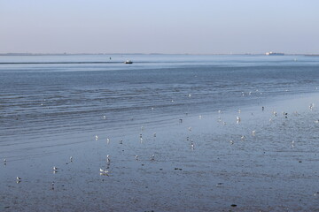 a blue coast landscape with a lot of seagulls foraging at the waterline with ebbing tide and a fishing boat in the westerschelde sea at the dutch coast in zeeland
