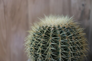Close up photo of cactus and blurred background