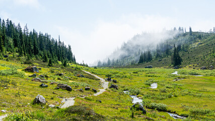 Scenic shot of the Brandywine mountain forest in Whistler, Canada, and a green meadow