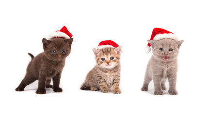 Little Kittens British Santa Claus on white background. Kittens one month