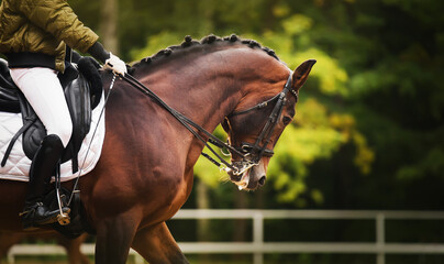 A beautiful bay horse with a braided mane and a rider in a green jacket in the saddle, gallops...