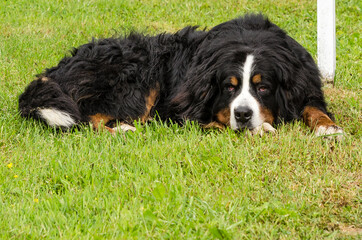 Bernese mountain dog sleeping in grass.