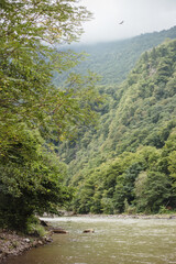 A dense mountain landscape with a turbulent river flow from the mountainside - a vertical landscape rich in nature  - eagle in the sky